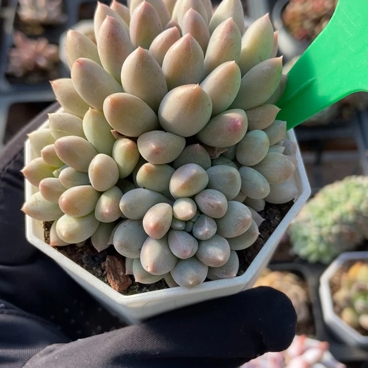 819幻灵手指多肉植物保护