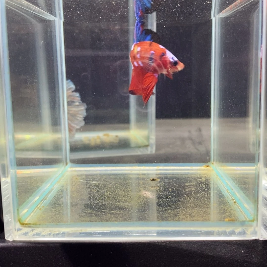 斗鱼泰国进口精品斗鱼