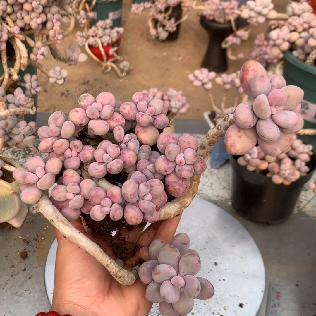 桃蛋老桩不带盆43号