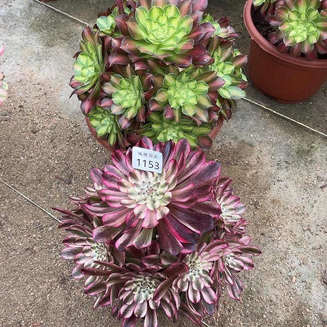 ?****?多肉法师韶华➕琉璃1153