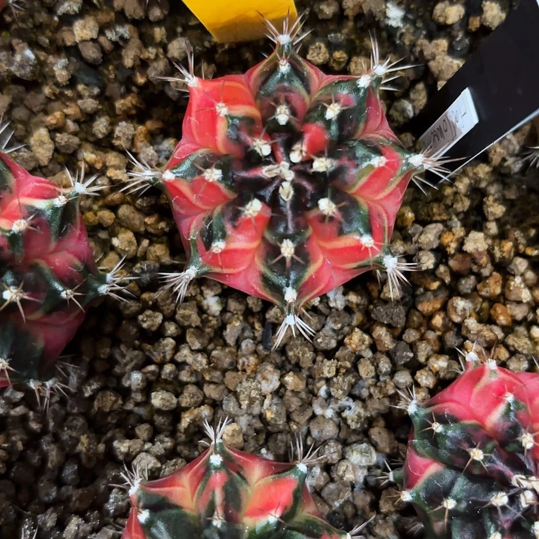 87-1120泰国发货多肉