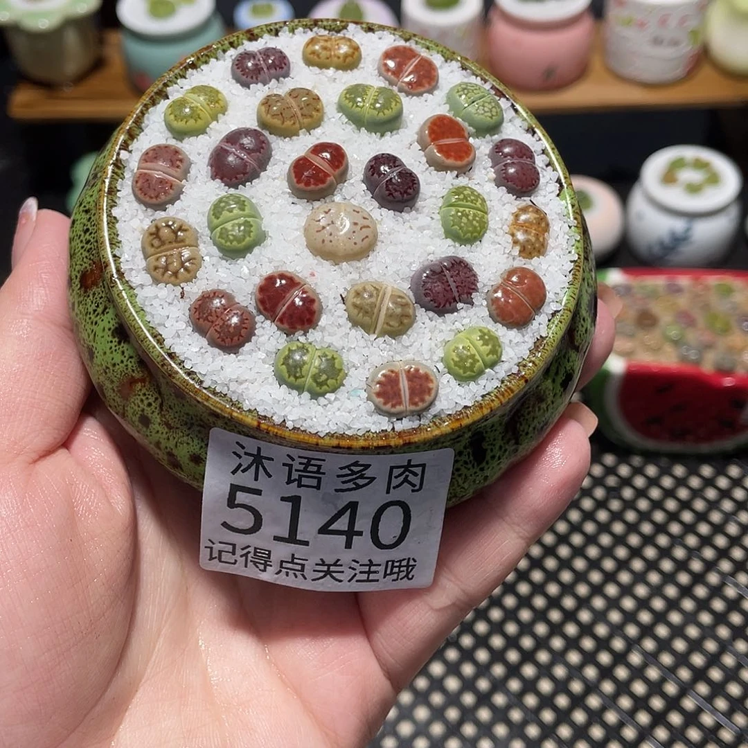 是****带盆土植物 一物一拍5140