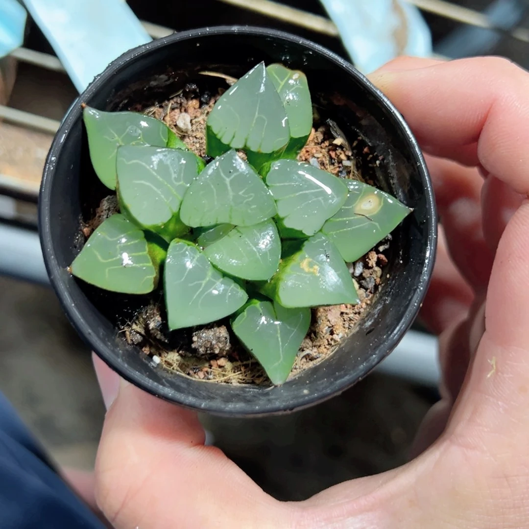 转*瞬2809多肉植物一颗