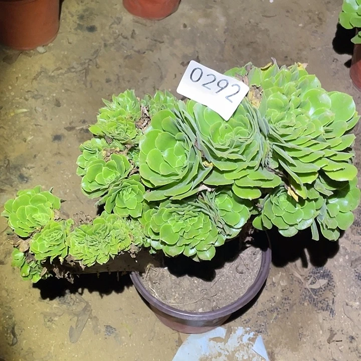 多肉植物法师292绿杨蓉缀