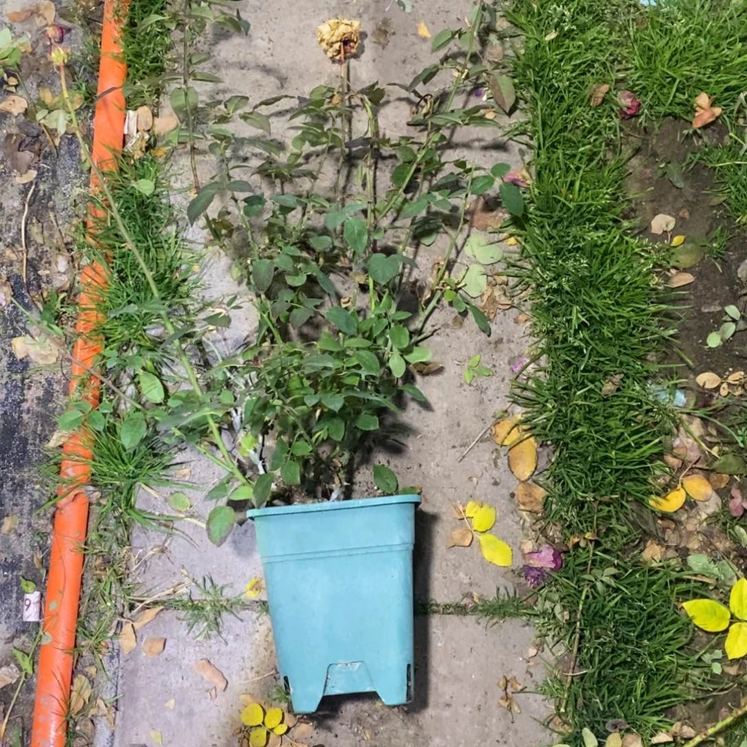 无花朵塔巴斯科玫瑰土球发货