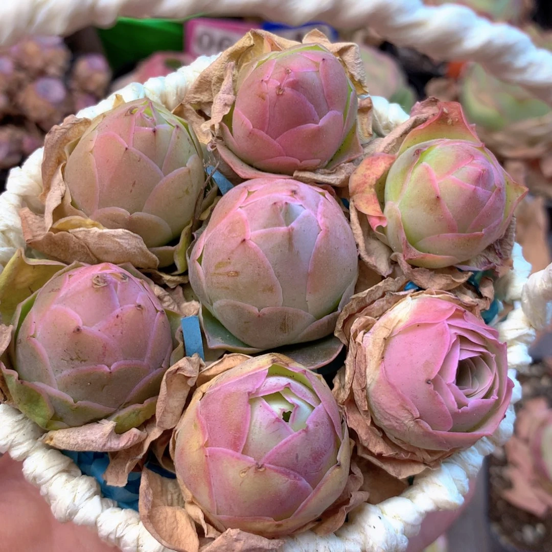 一物一拍花篮福利005
