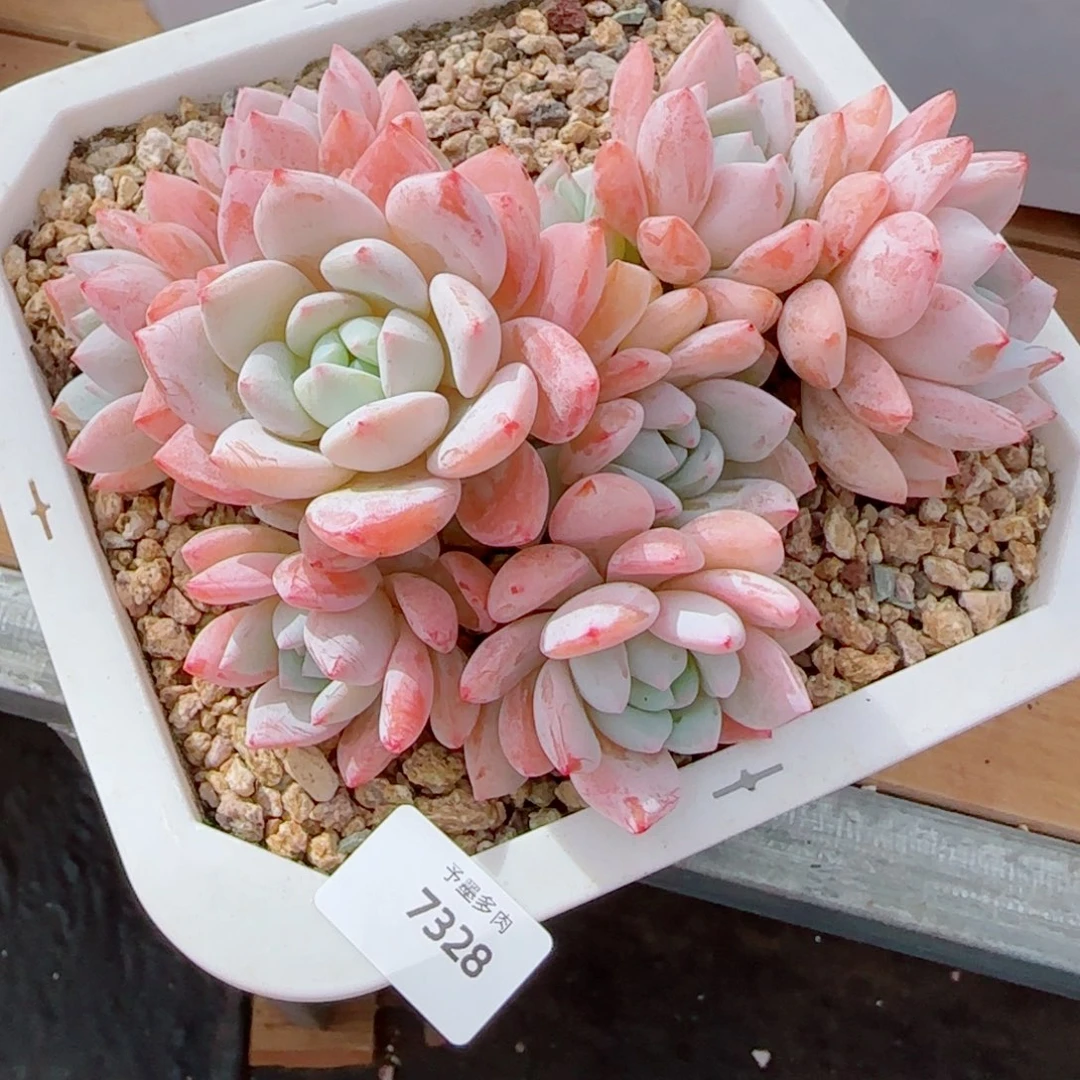 果冻冷香，7328多肉植物