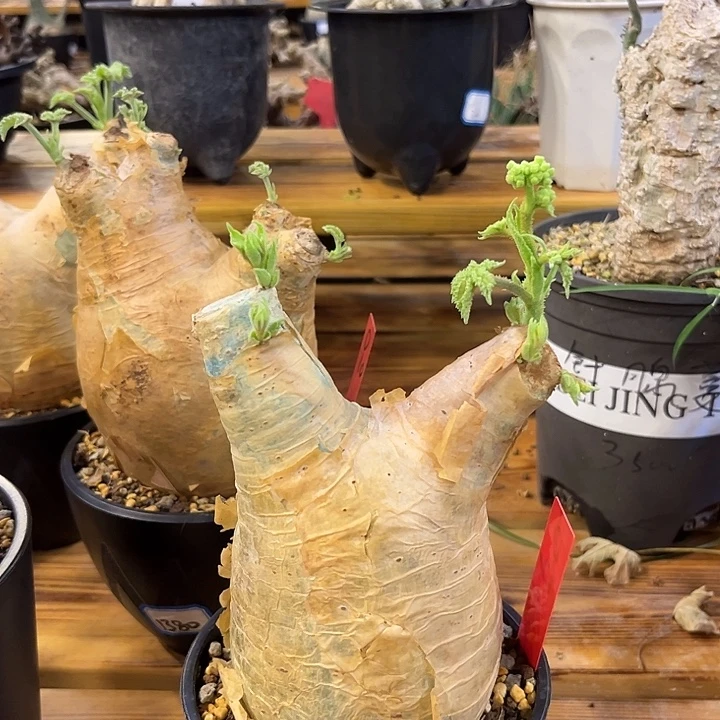 汤圆植物安哥拉葡萄翁