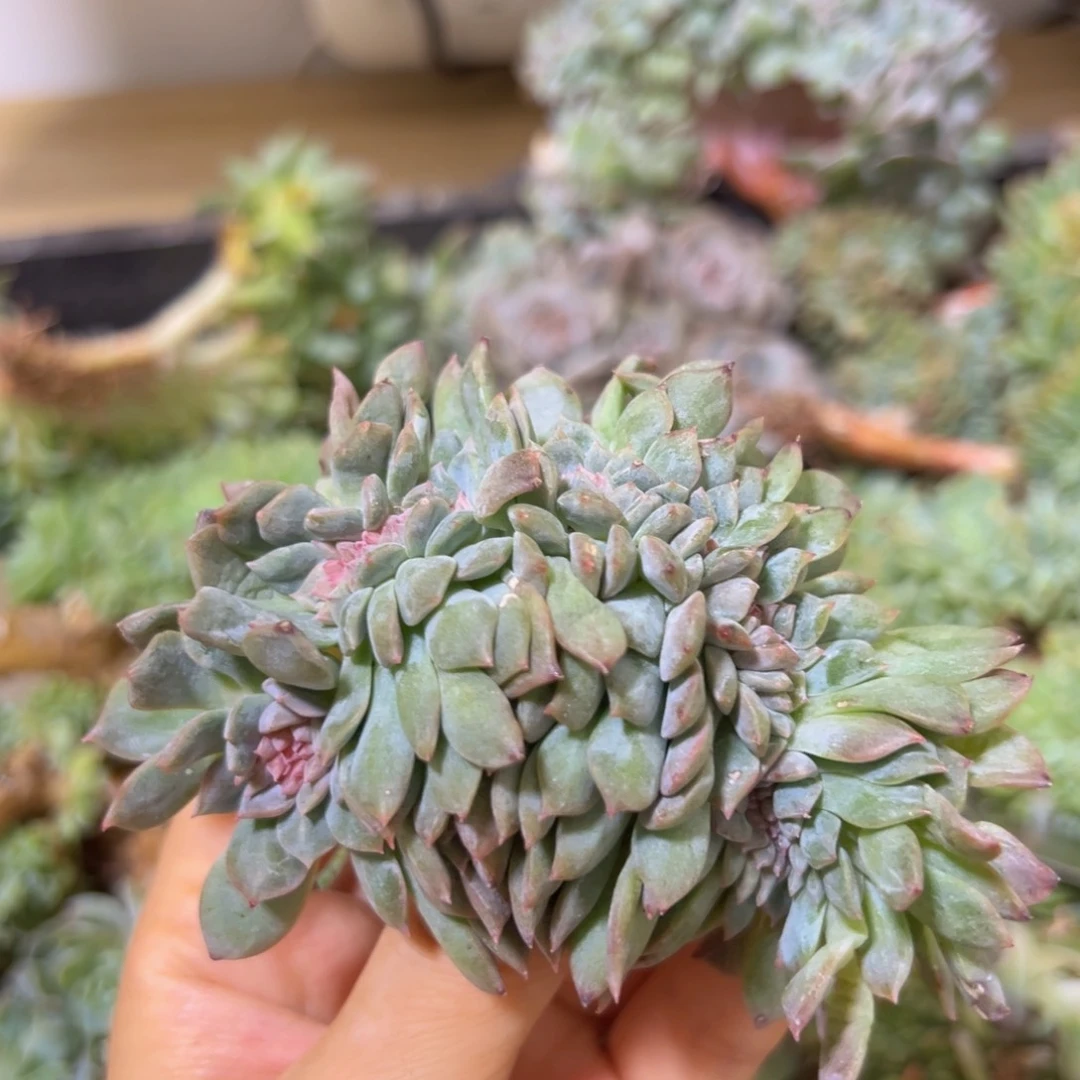 新年快乐 新年快乐 新年快乐