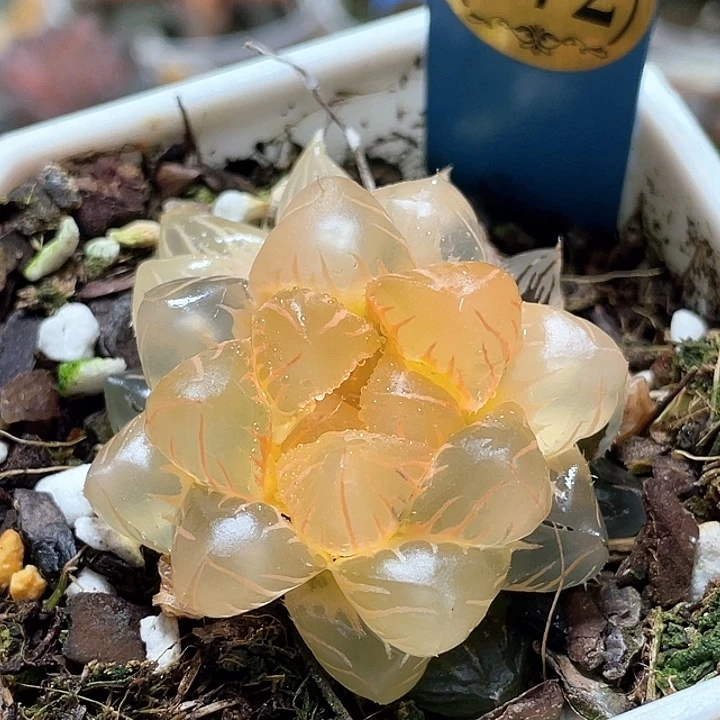 572拉絲糊斑水中月yiwu