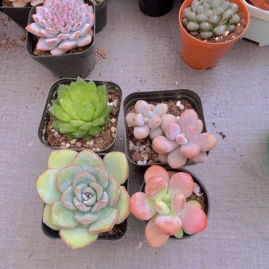樱水晶 桃蛋 泡芙 洛神
