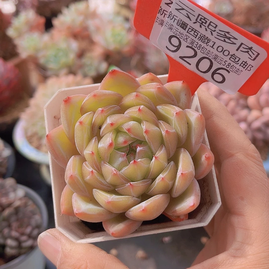 9206雪花珍妮多肉植物