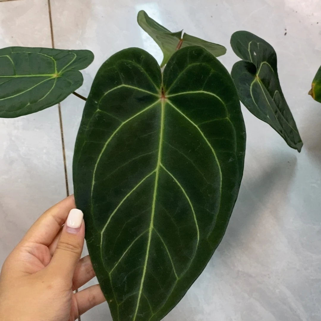 不开花植物红水晶杂