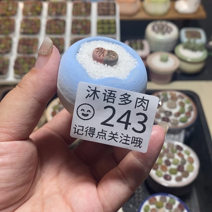 一物一拍 所见即所得243