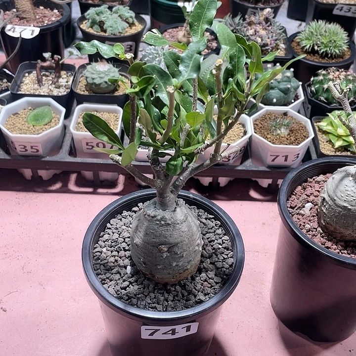 盆***。741大圆球火星人块根