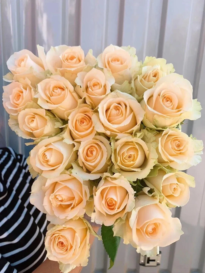 套餐25 香槟玫瑰10支+稀有香草沙拉小菊3支+浅粉色康乃馨10支