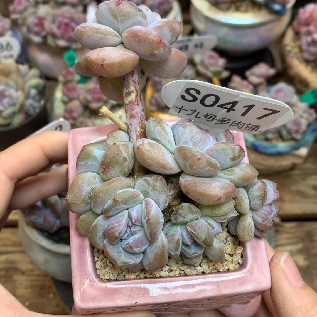 S0417 突尼斯 背景同款