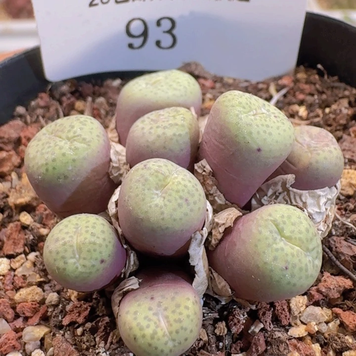 93。