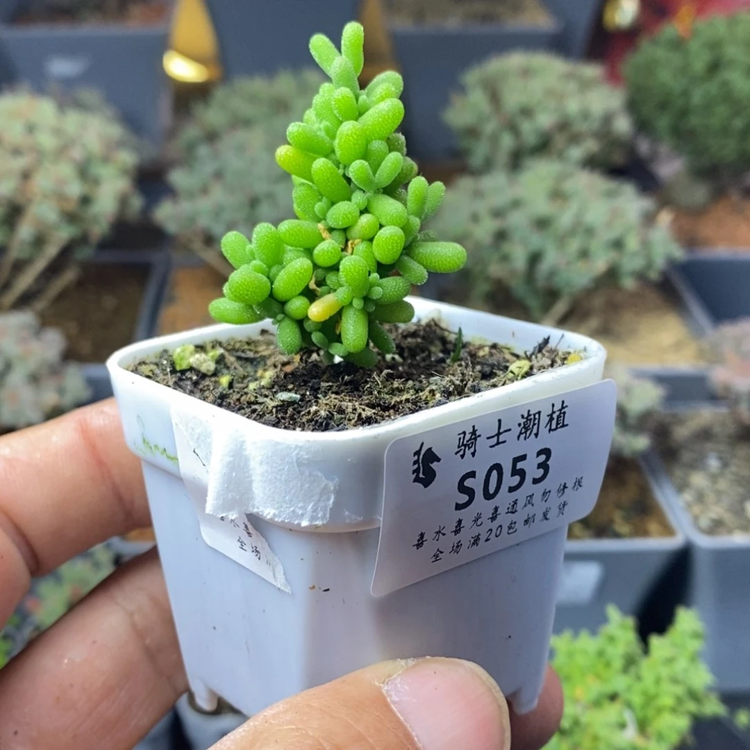 053葡萄米枝干多肉