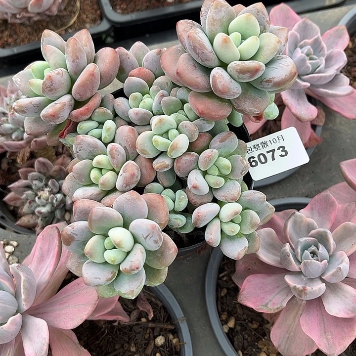 阿雅园艺。        6073洛神