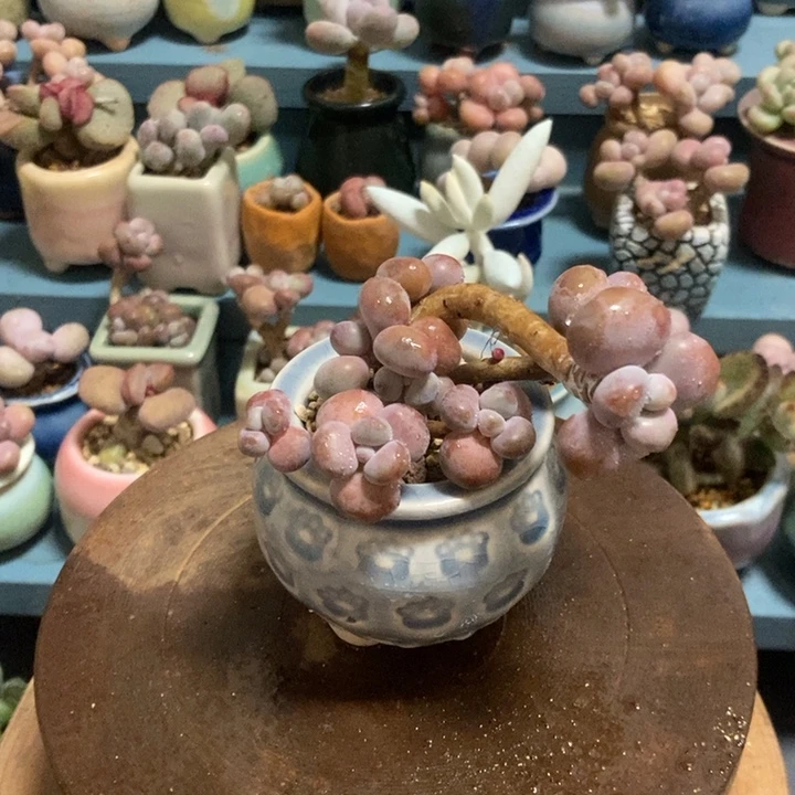 腰子桃蛋25带盆发货