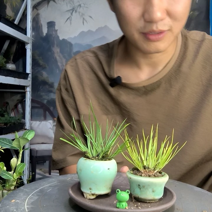 碳*钠中青园艺一物一拍94