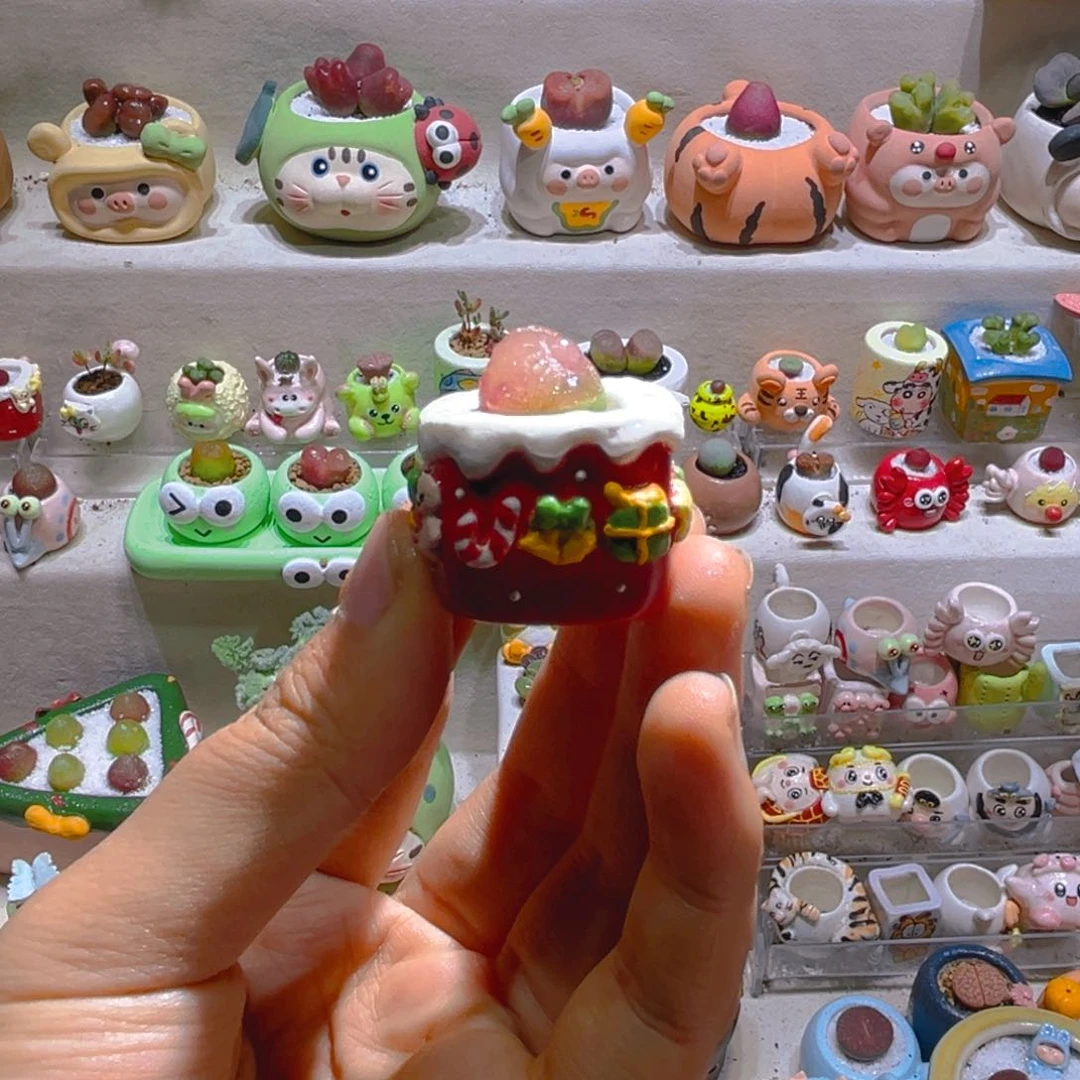 029高端多肉带盆土一套26