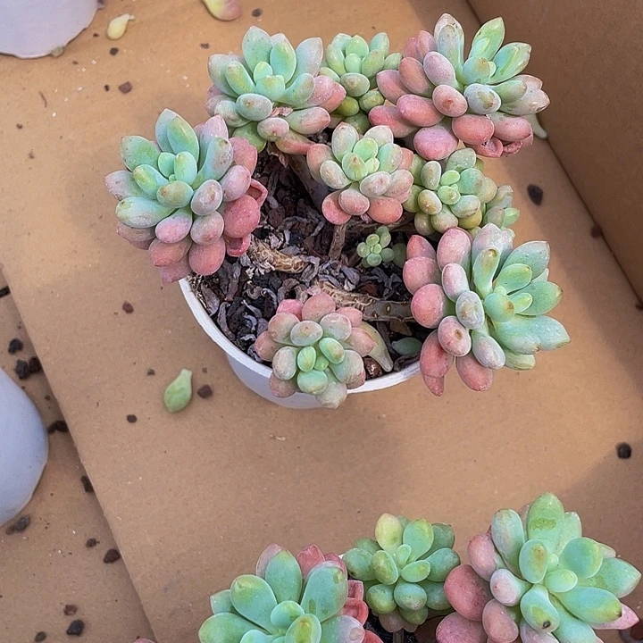 鱼子酱带盆土发货
