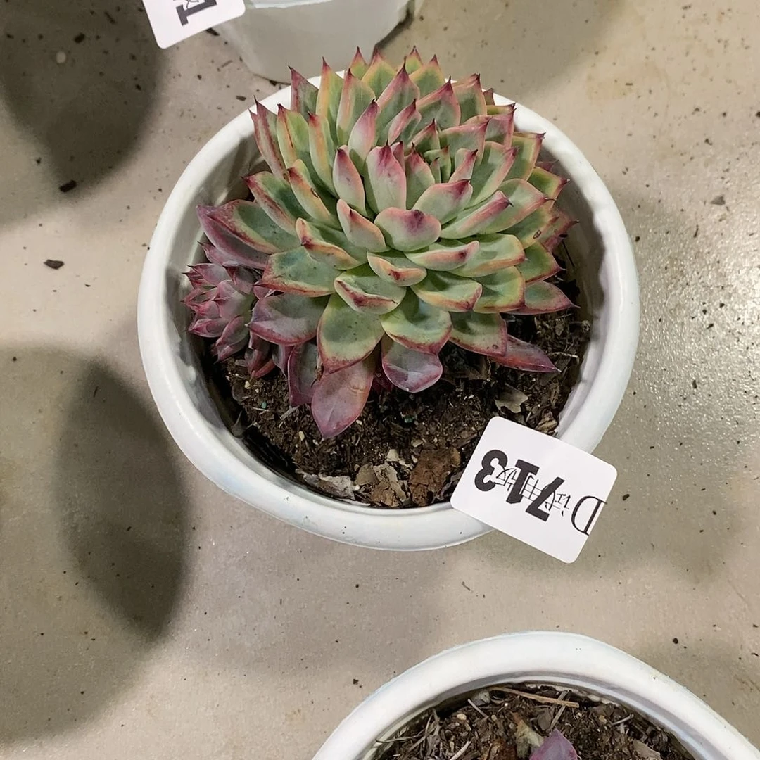 笑*″713黑天鹅多肉植物