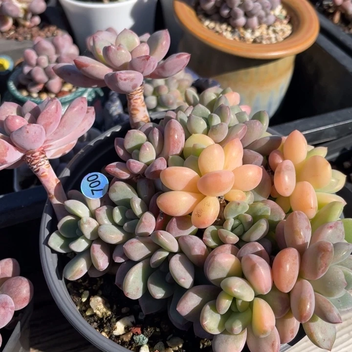 白鹭锦群多肉植物