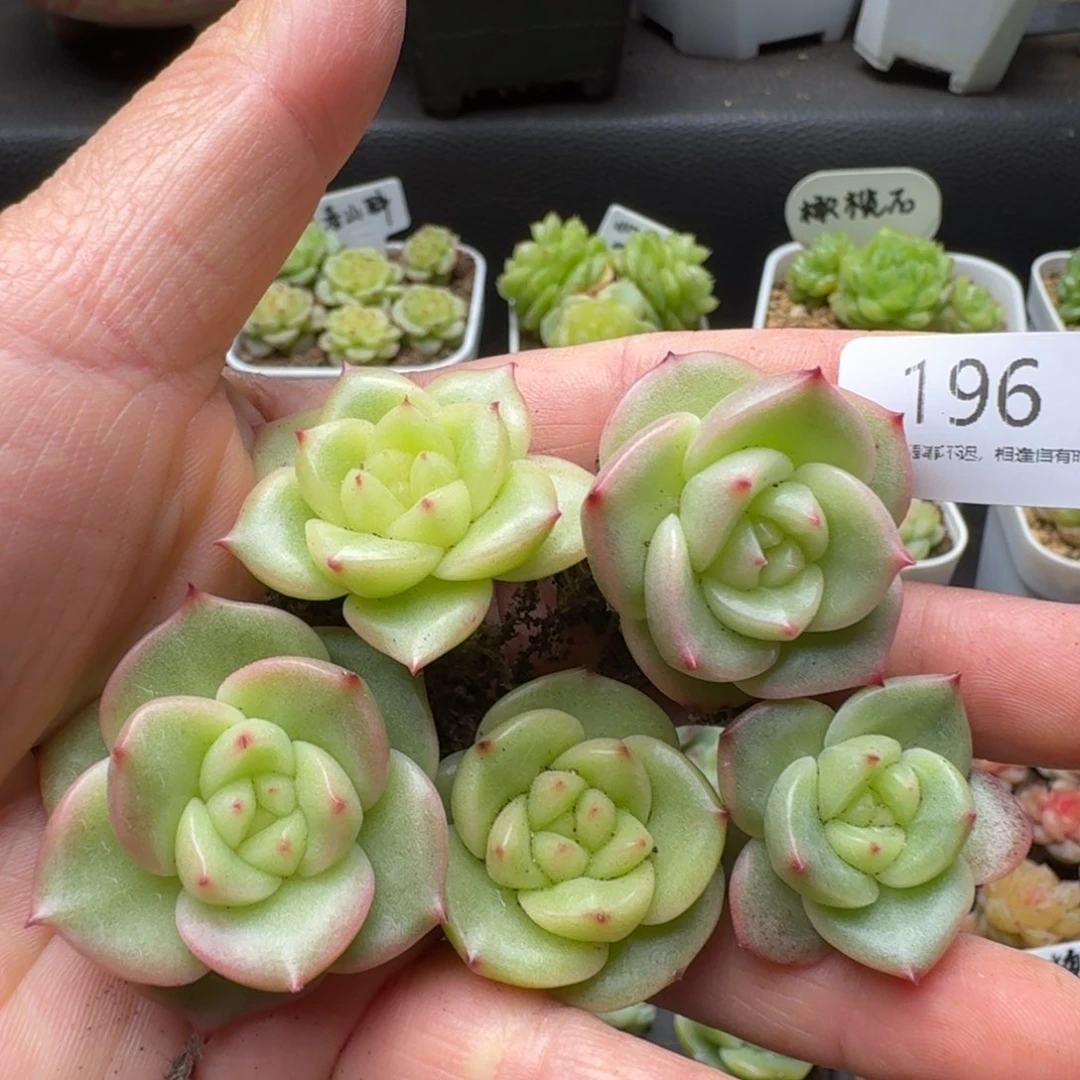 一物一拍一盒510-196