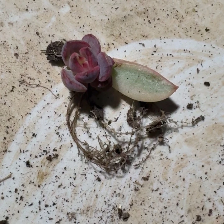 一物一拍好看好看