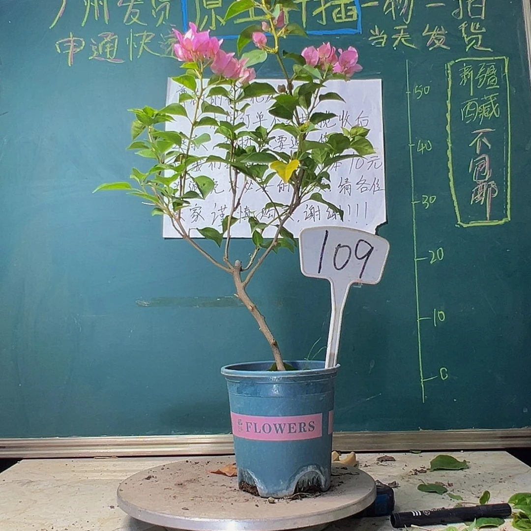 当前无花栽培后可以开花暗斑丽人109