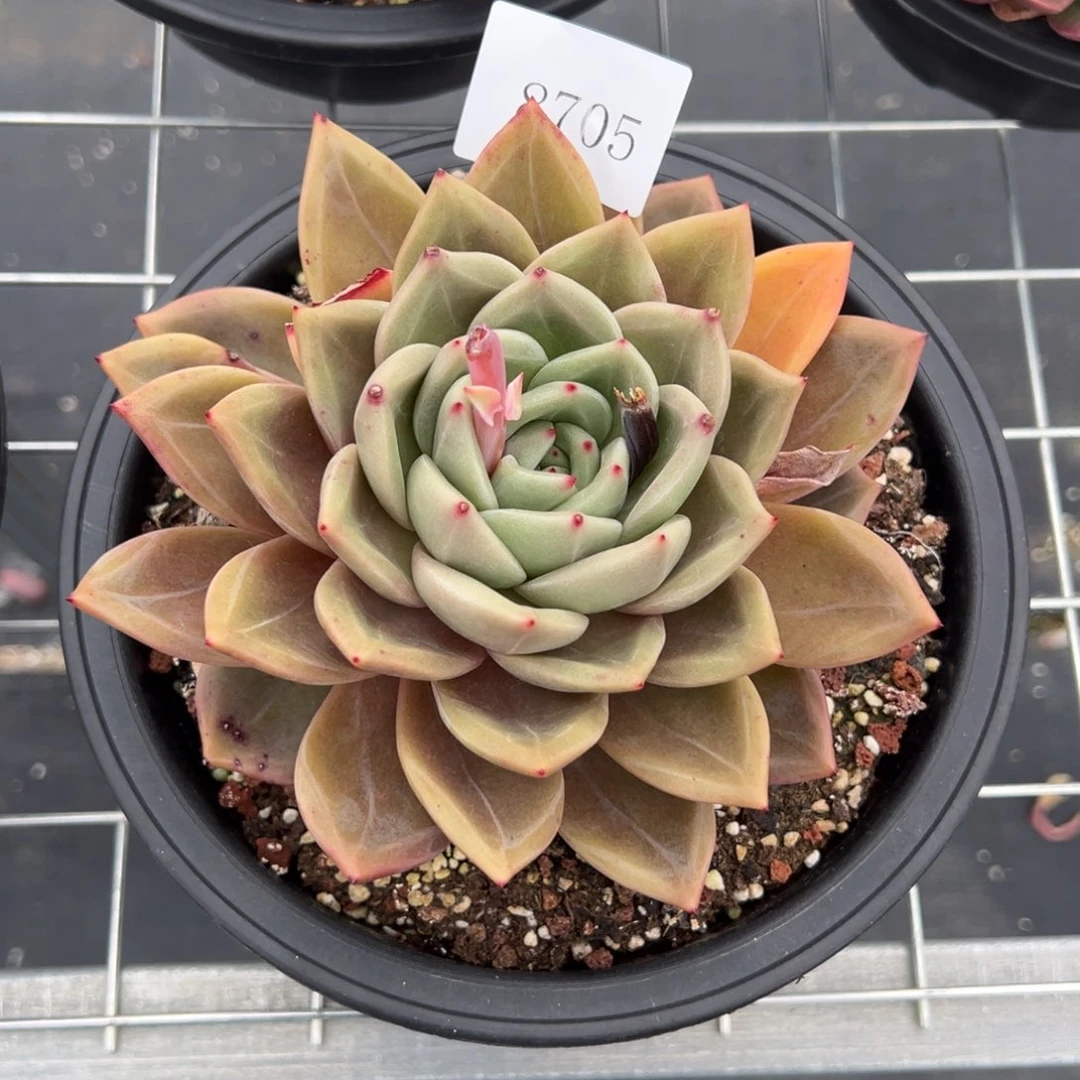 洪*8705多肉多多多多多多