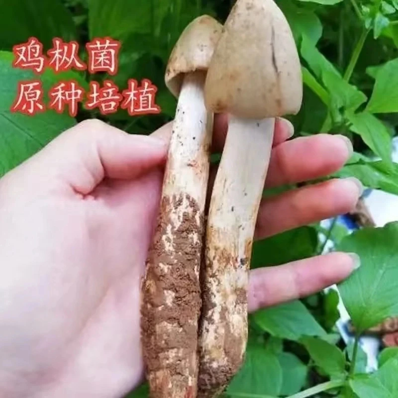 9火爆促销!!【新鲜鸡枞菌种子】家庭园艺种植可室内室外简单