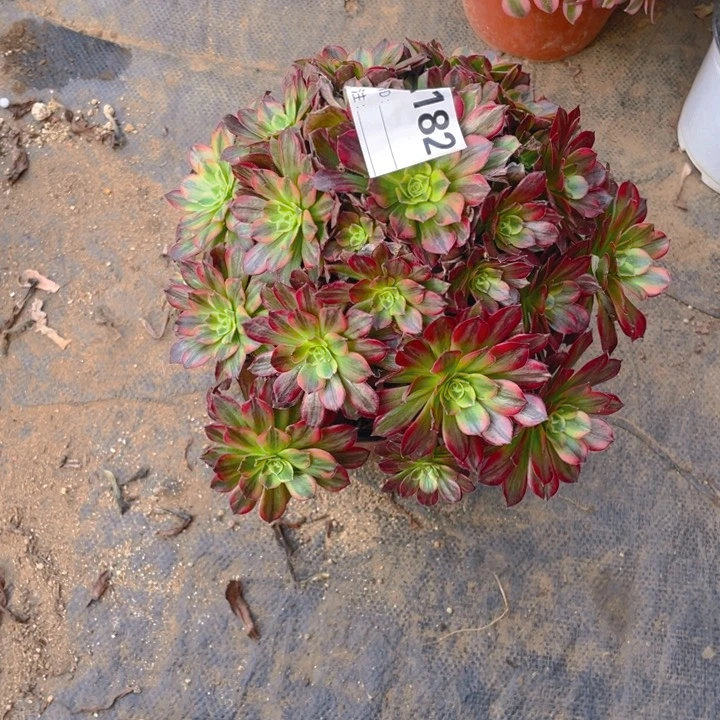 多肉安纳法师182