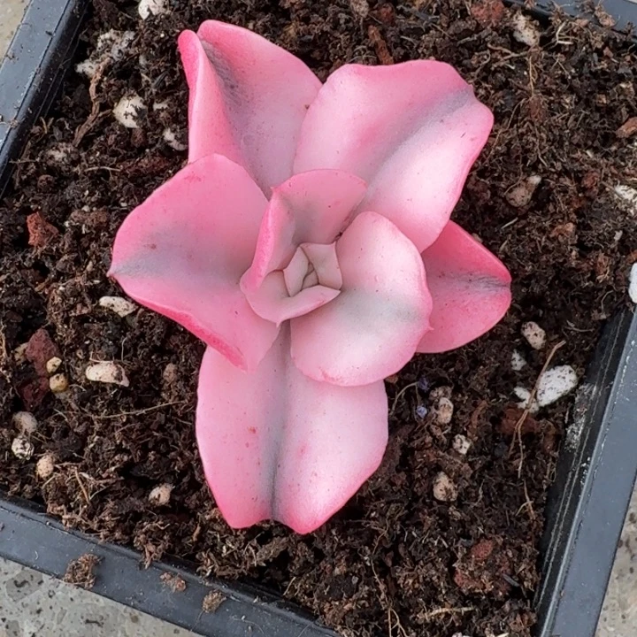 大河之舞锦缀侧芽