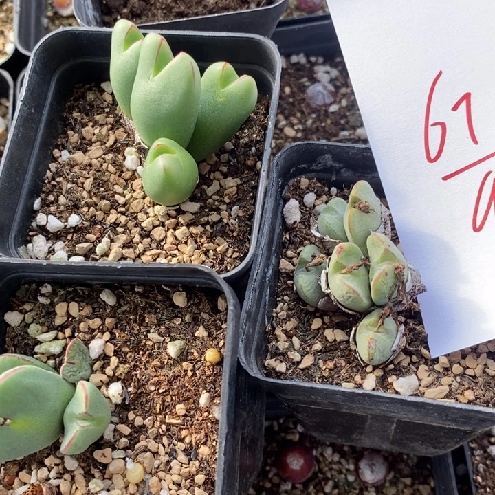 676一组三颗一组