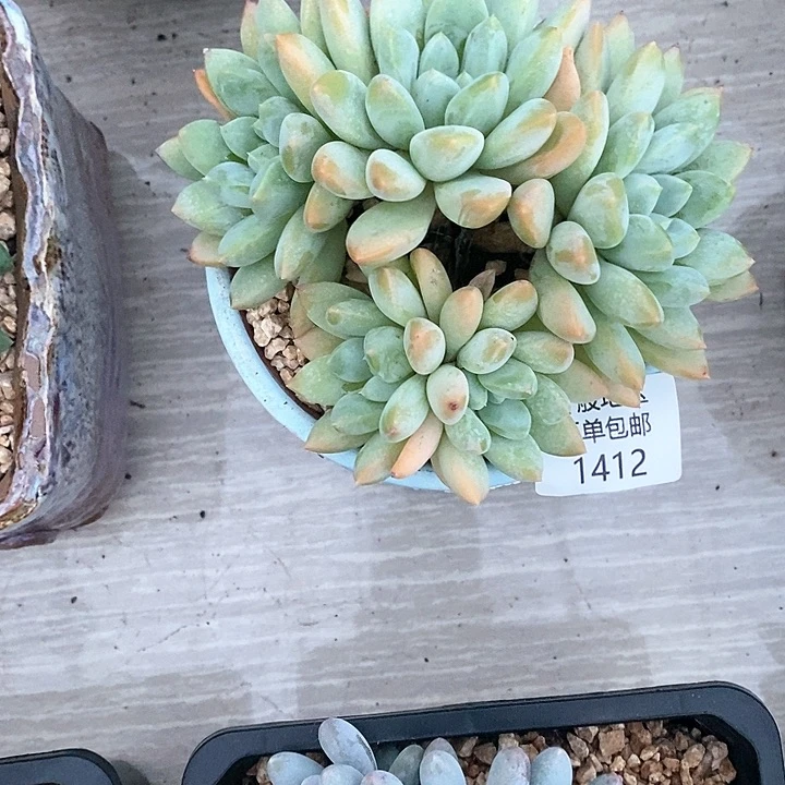 【闪购商品】1412多肉植物盆栽