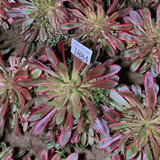 884丽娜多肉植物