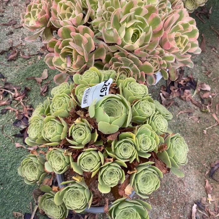 胡****多肉如图初恋266.绿杨蓉267