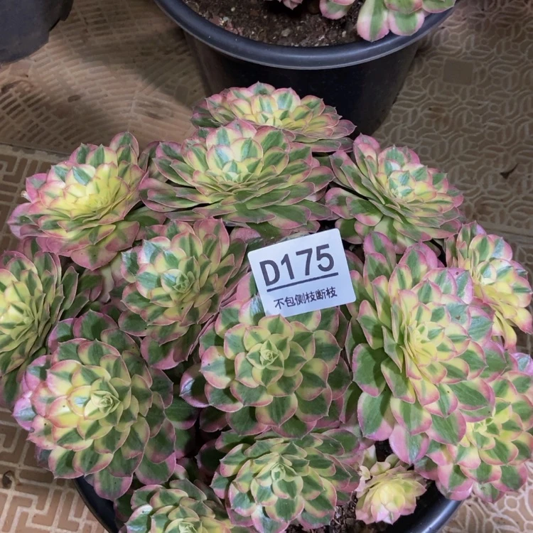 【闪购商品】175玉姿处理多肉