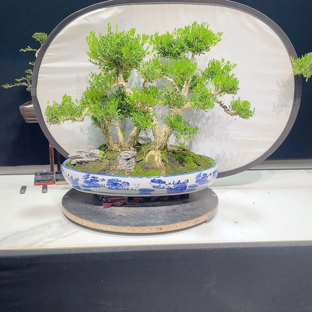 当前无花栽培后可以开花