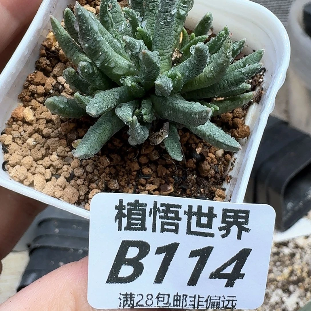 多肉植物的人生ghhn