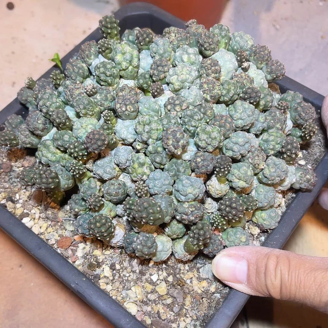 足球团扇大群一物一拍