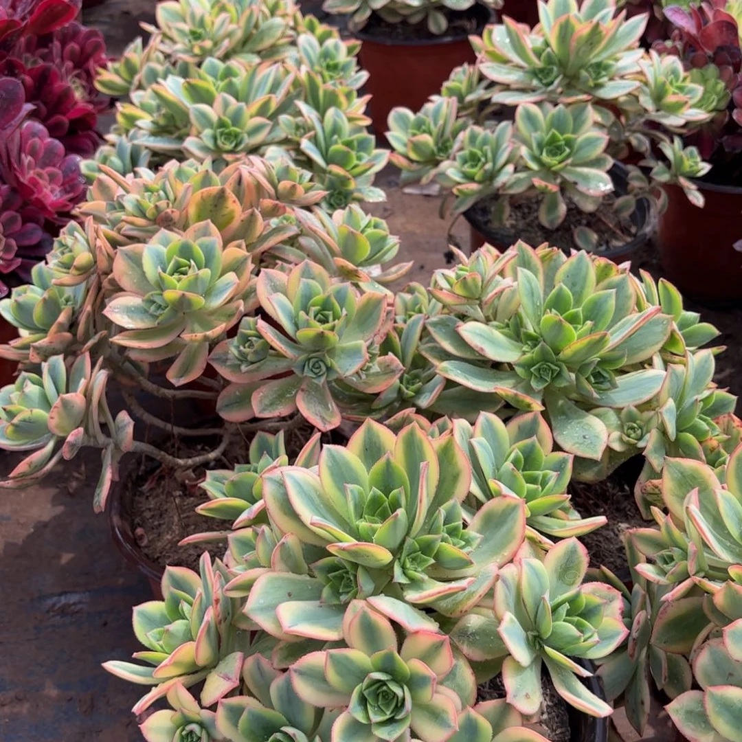 星爆9.9法师多肉木质