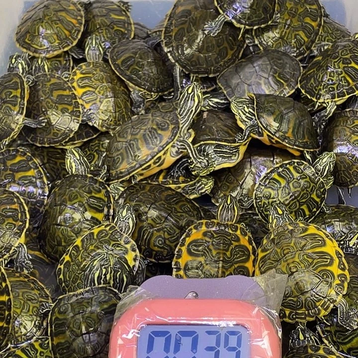 火焰龟母不退不换，退款拉黑，谨慎出价