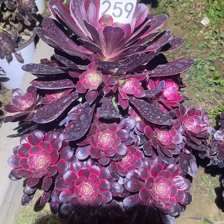 多肉植物法师259丽娜