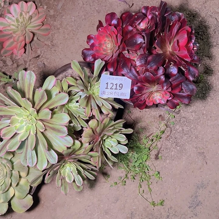 1219两颗多肉植物