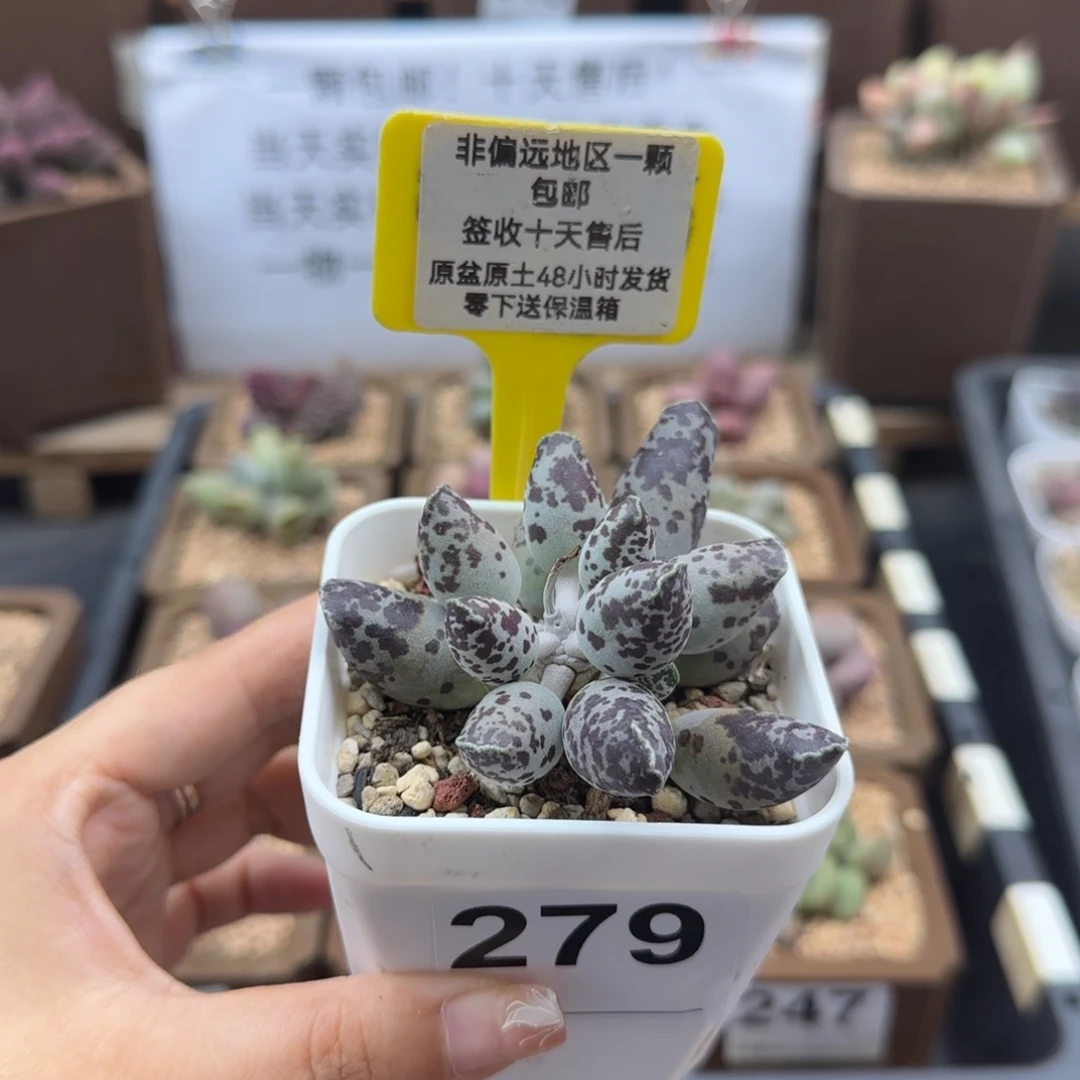 279特白肌海报多肉植物
